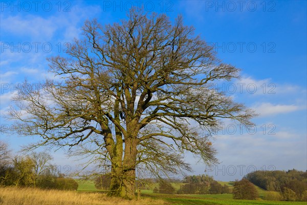 Old Oak (Quercus) near Schlitz Castle