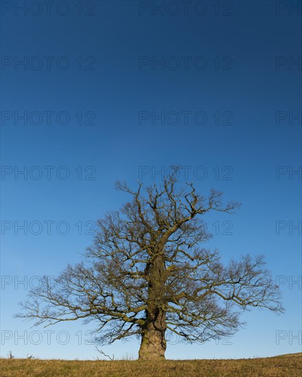 01_ (Quercus) on the Roethelberg