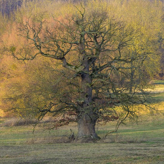 Old Oak (Quercus) near Schlitz Castle