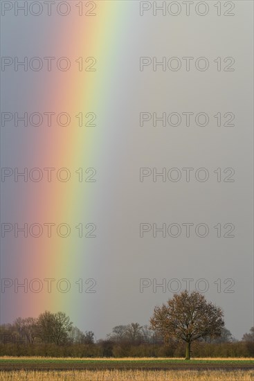 Oak (Quercus) with rainbow