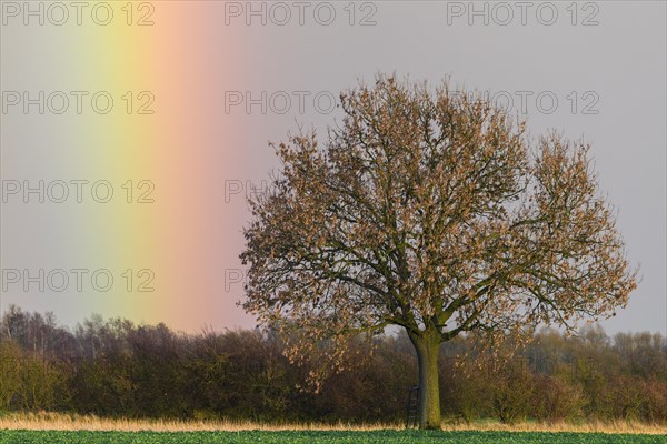 Oak (Quercus) with rainbow