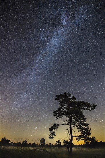 Starry sky with milky way over (Pinus) the Venner Moor