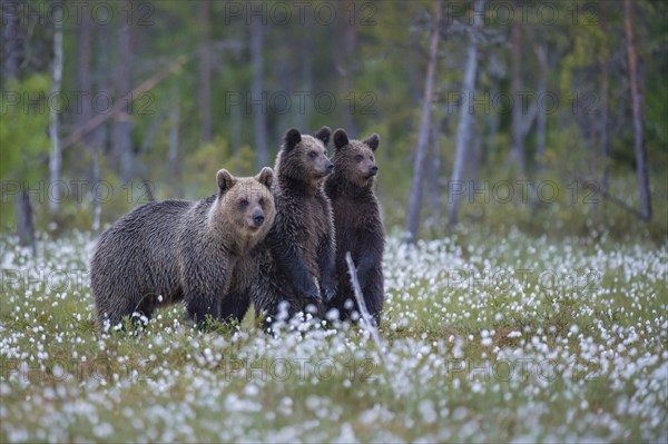 Female (Ursus arctos) with her offspring
