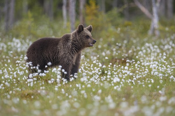 Brown bear (Ursus arctos) in a bog