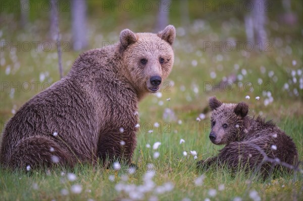 Female (Ursus arctos) with her offspring in a bog with fertile cotton grass