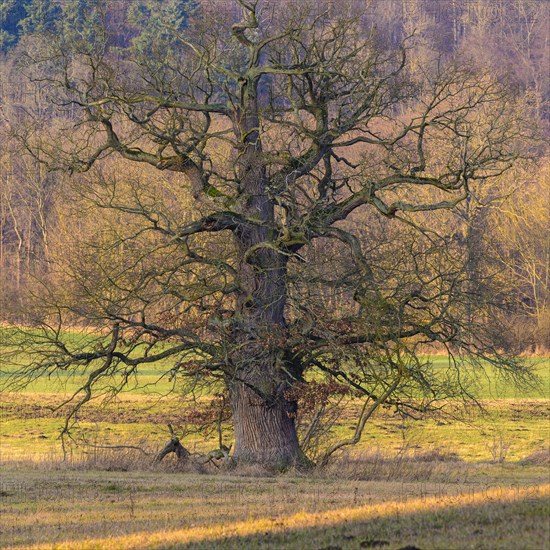Old Oak (Quercus) near Schlitz Castle