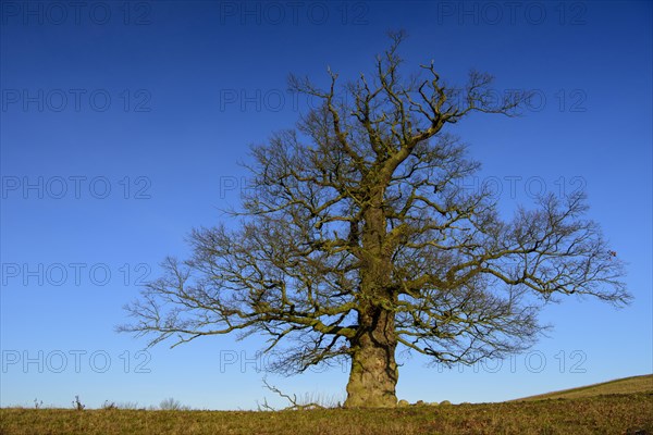 01_ (Quercus) on the Roethelberg