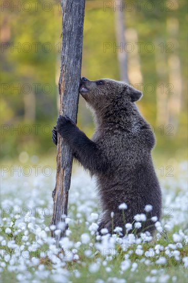 Brown bear (Ursus arctos) plays with a tree in a bog