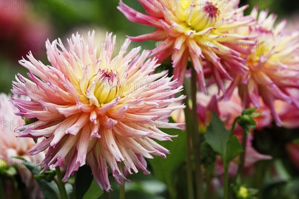 Deer antlers Dahlie variety Nenekazi (Dahlia cultivar Nenekazi)