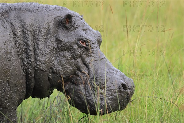 Hippo (Hippopotamus amphibius)