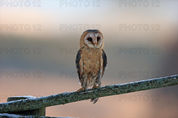 Common barn owl (Tyto alba)