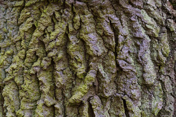 Structure of the bark of an oak (Quercus)
