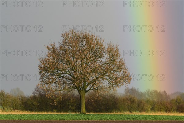 Oak (Quercus) with rainbow