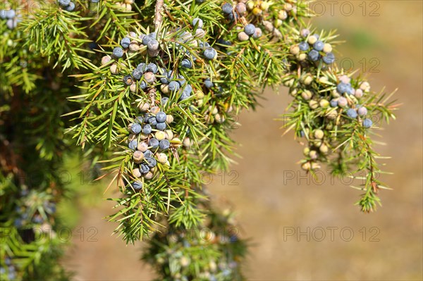 Common juniper (Juniperus communis ) Branch with ripe and unripe berries
