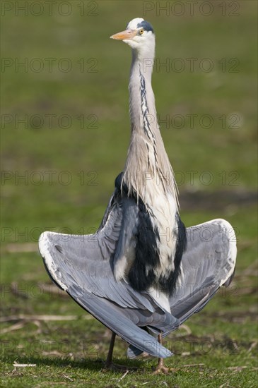 Grey heron (Ardea cinerea) takes a sunbath with spread wings