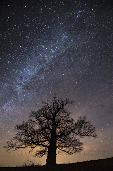 Oak (Quercus) on the Roethelberg in front of a starry sky at night