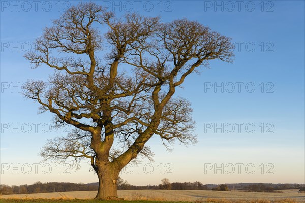 Kahle Oak (Quercus)