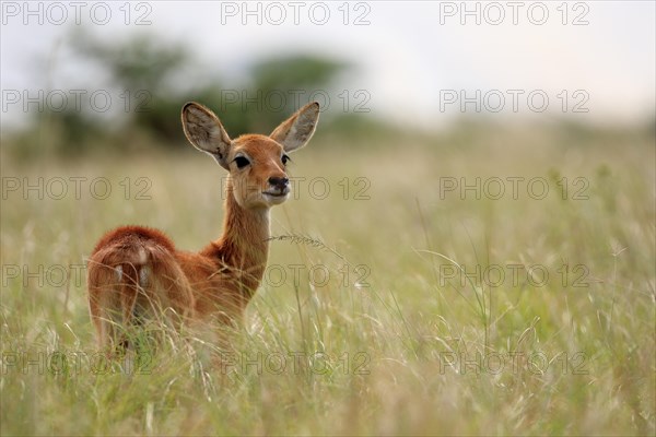 Waterbuck (Kobus)