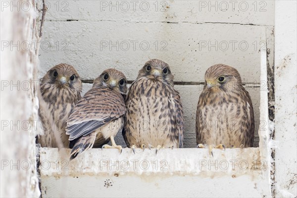 Four Common kestrels