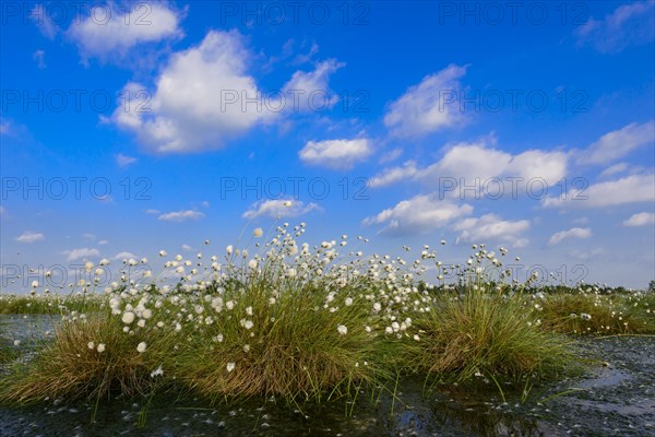 Fruitful hare's-tail cottongrass