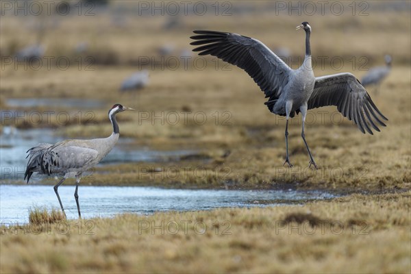 Cranes