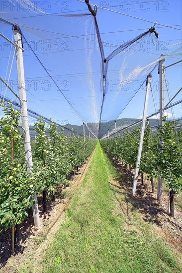 Intensive fruit cultivation Apples