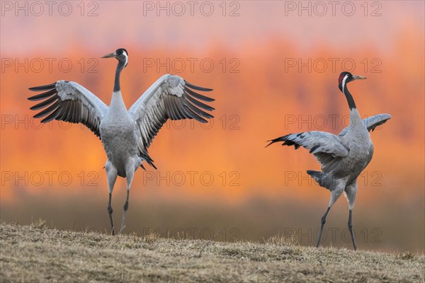 Cranes