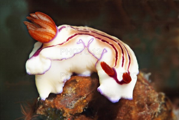 Grand star snail