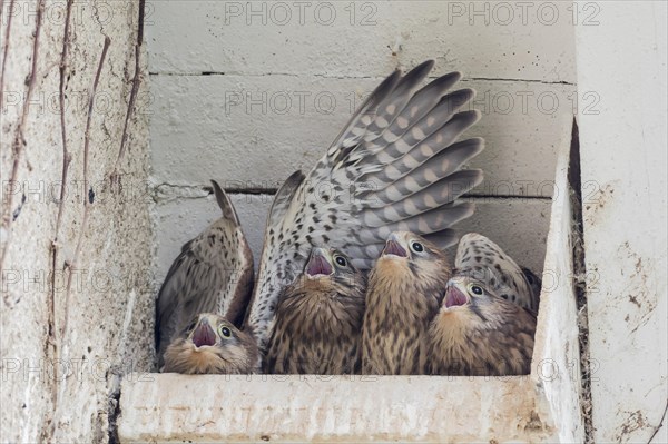 Four Common kestrels