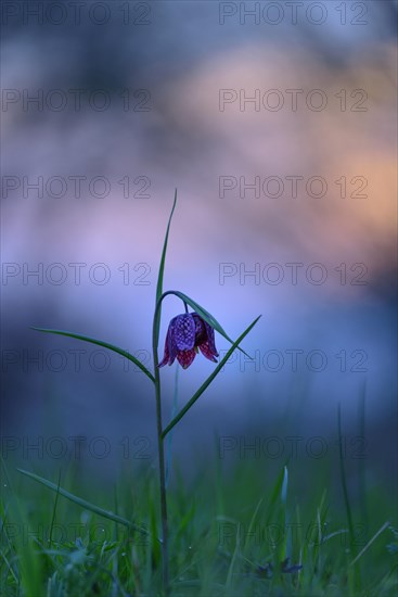 Flowering Snake's Head Fritillary