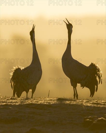 Silhouette of Grey Common cranesn