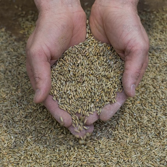 Farmer with rye meal in his hands