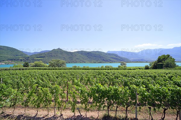 Viticulture on Lake Caldaro