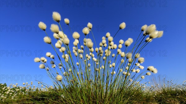 Fruitful cotton grass in spring in the moor