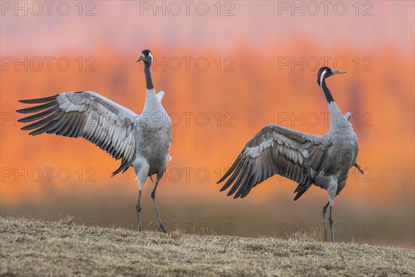 Cranes