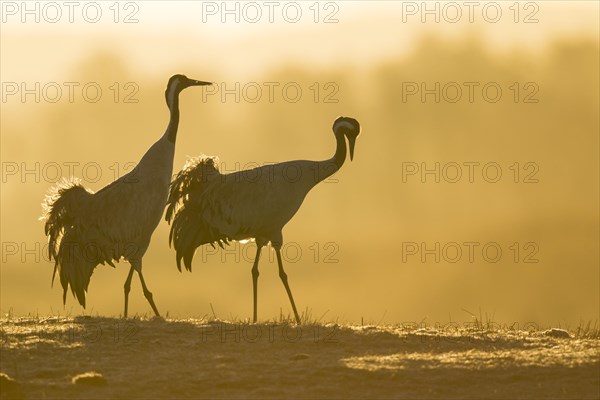 Silhouette of Grey Common cranesn