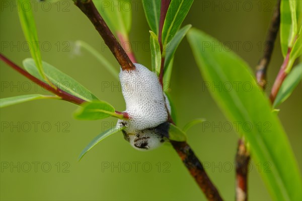 Cuckoo saliva on willow branch