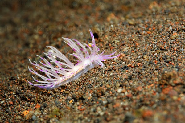 Thread snail