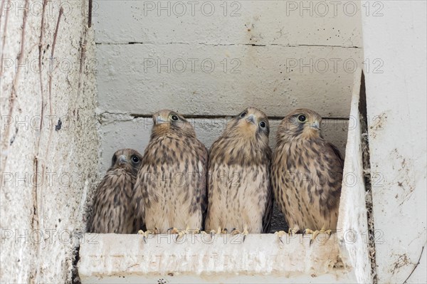 Four Common kestrels
