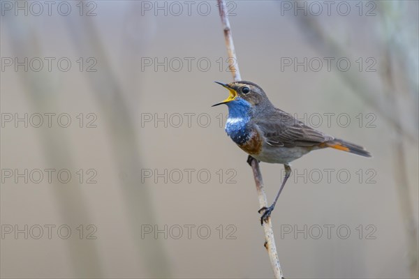 Singing Bluethroat