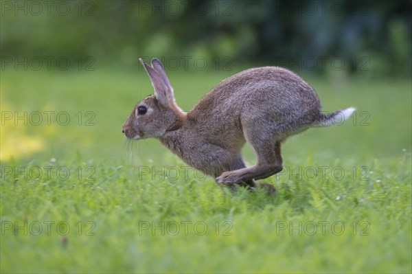 European rabbit