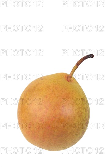 Pear variety Amanlis Butterbirne