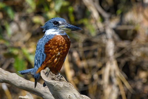 Ringed kingfisher
