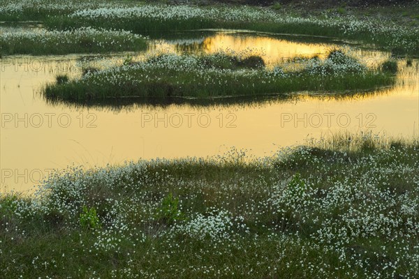 Sunset in a moor with fruiting cotton grass