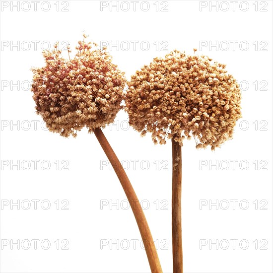 Close up shot of Alium flower head