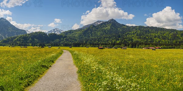 Alpine meadow