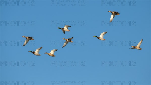 Crowd Mallards