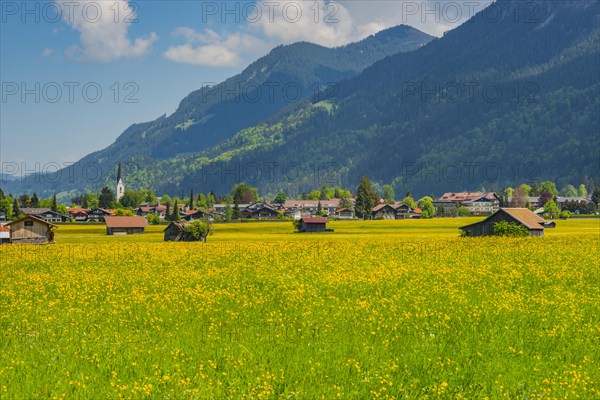 Alpine meadow