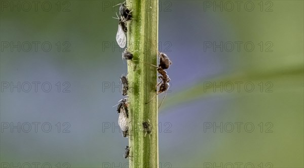 Ant