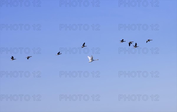 Eight grey geese and a swan